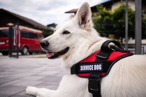 Servicehund
