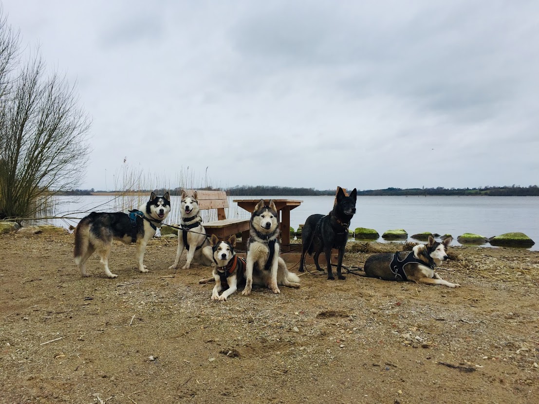 Mine Hunde Internathunde