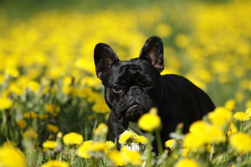 Bulldog