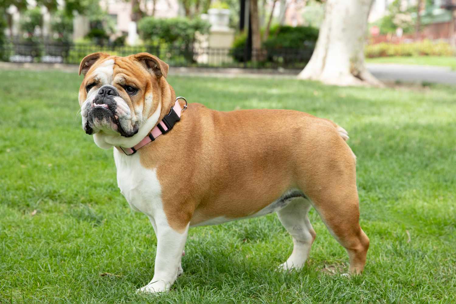 Engelsk Bulldog1