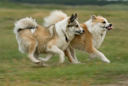 Islandsk Fårehund3