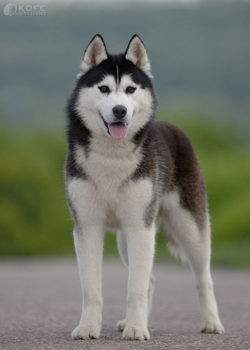 Siberian Husky3