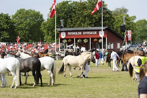 DSC8566 Foto Jakobvind