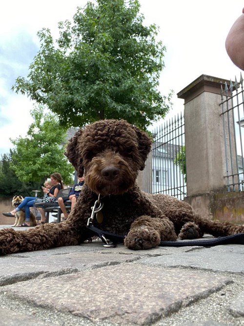 Kilde Lagotto klubben