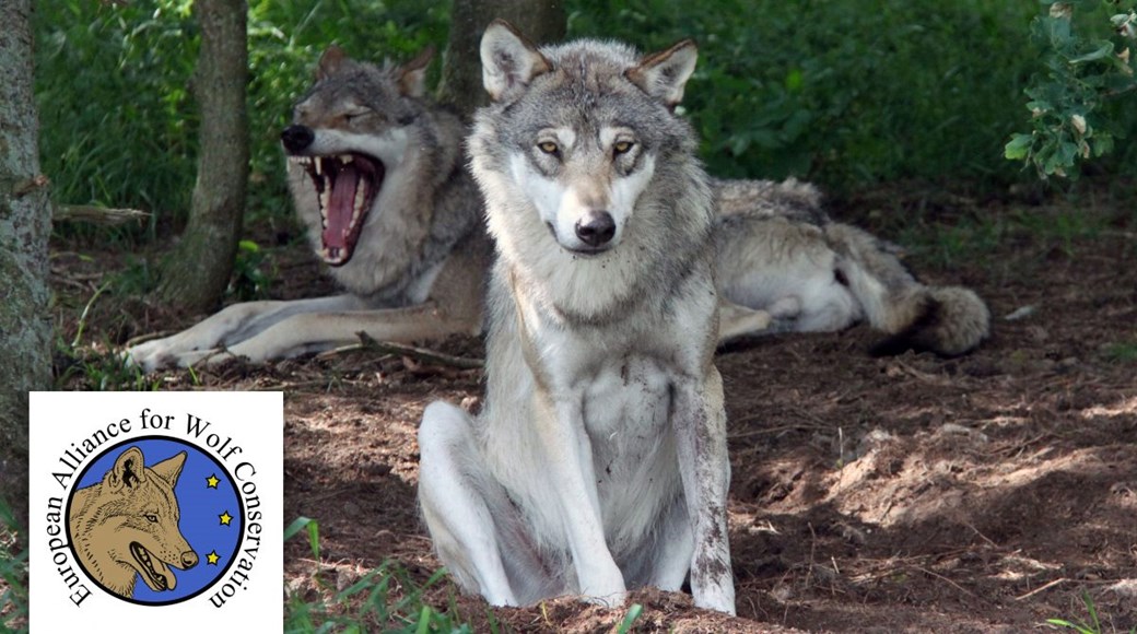 Foreningen Ulvetid er medlem af European Alliance of Wolf Conservation (EAWC)
