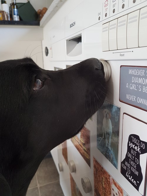 Nosework Abby