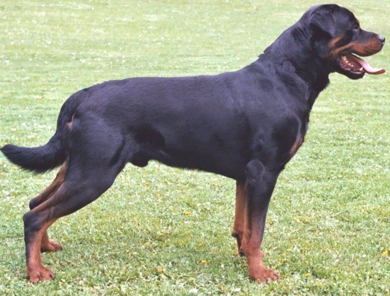 Rottweiler Full