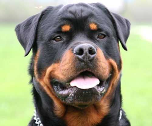 Rottweiler Portræt