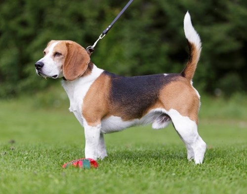 Beagle Full