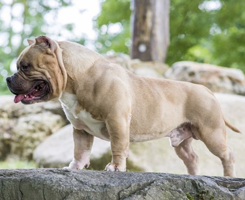 Bully Full