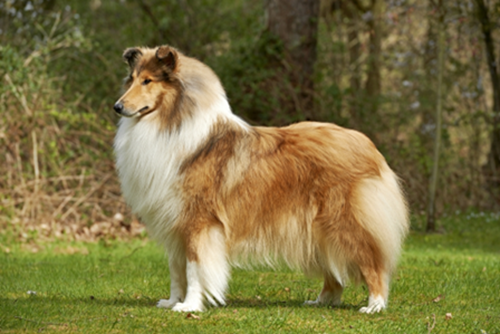 Collie Full