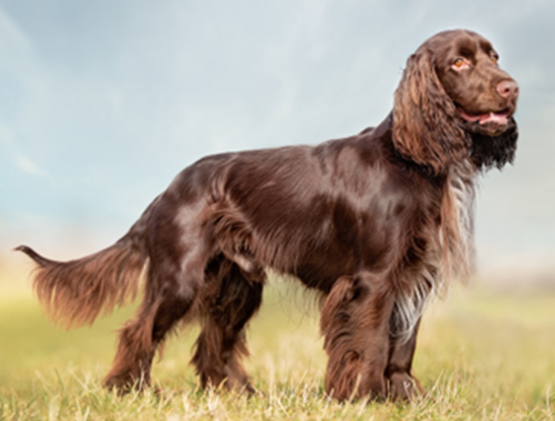 Fieldspaniel Full