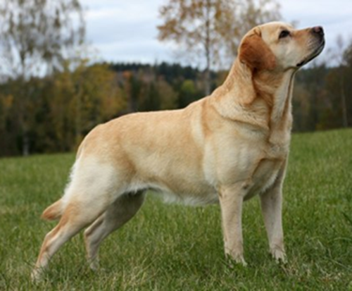 Labrador Full