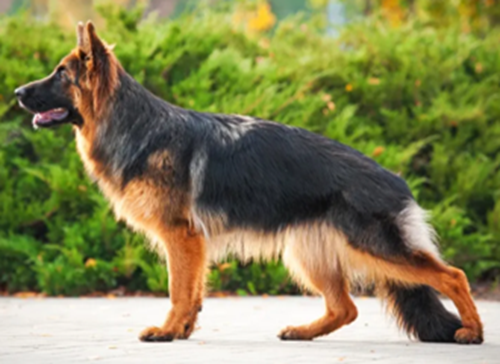 Schæferhund Full