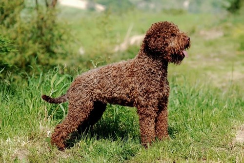 Lagotto Full