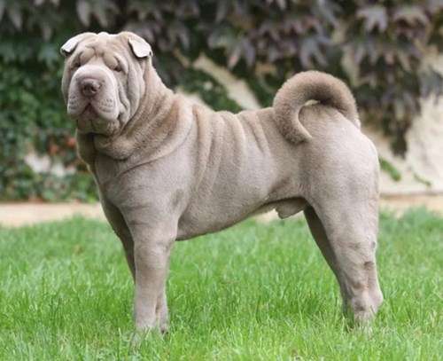 Sharpei Full (1)