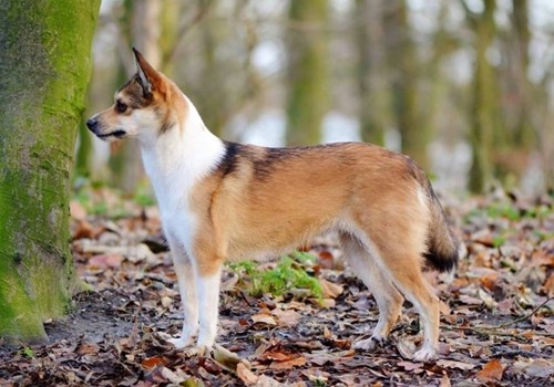 Lundehund Full