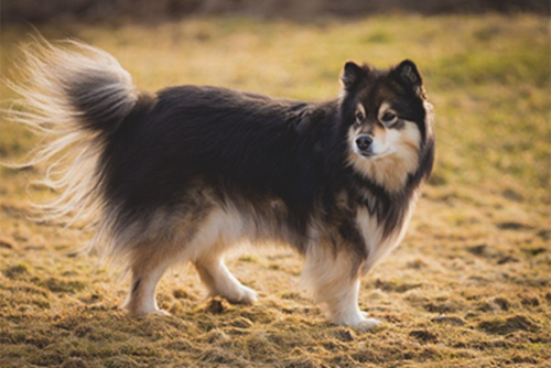 Finskhyrdehund Full