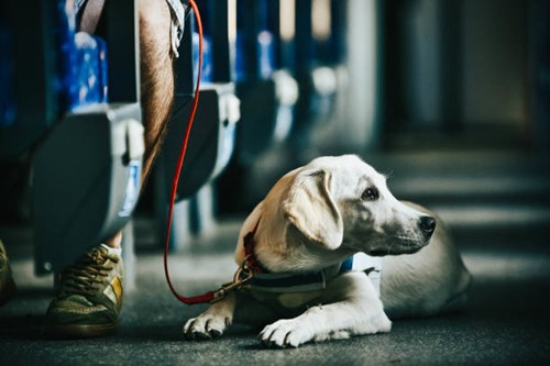 Servicehund Træning