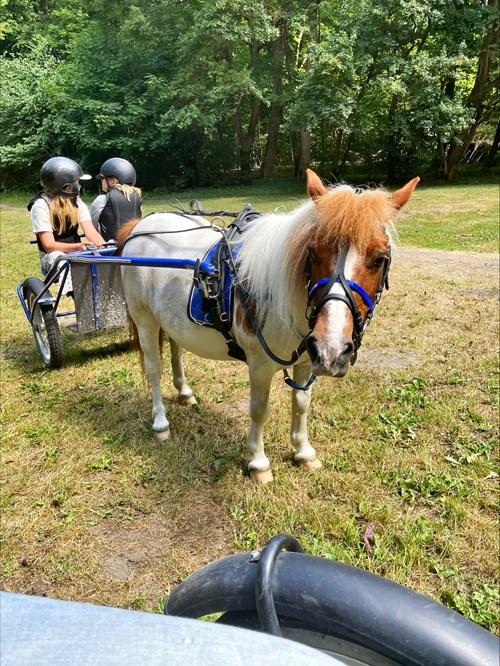 Ponytrav