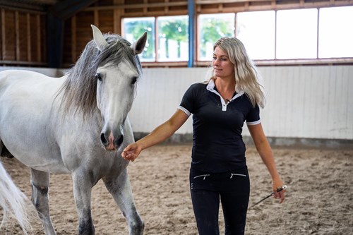 When Horses Choose 2