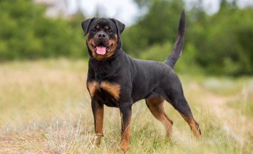 Rottweiler