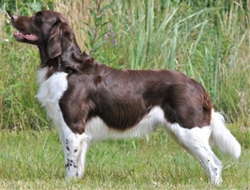 Kleiner Münsterländer2