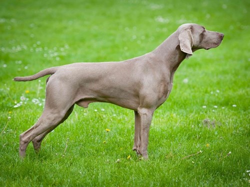 Weim2.Png