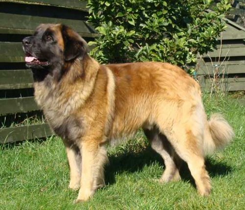 www.leonberger.dk/racen/foto/kennel.htm