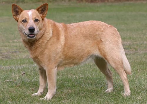 Au. Cattle Dog 2