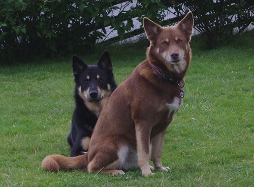 Finsk Hyrdehund 2