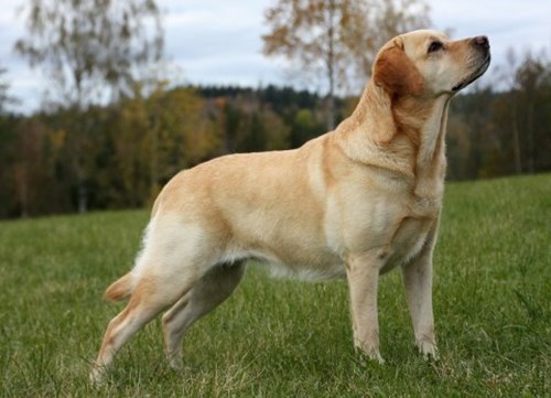 336 Labrador2