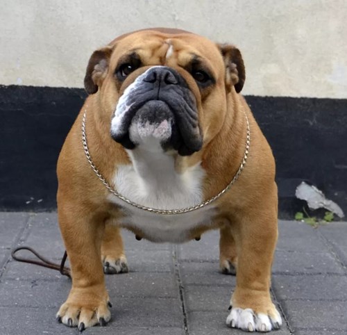 Bulldog2