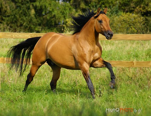 Quaterhorse