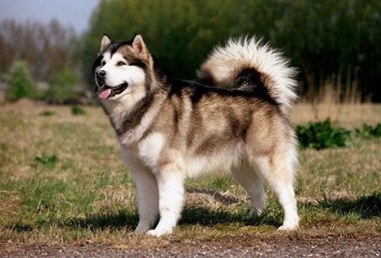 Malamute2