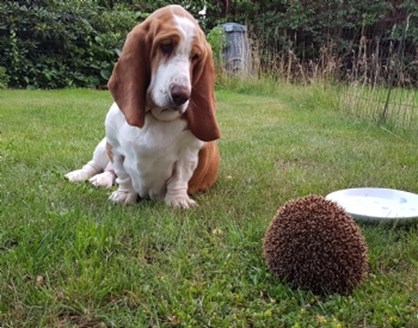 Basset
