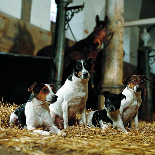 Dansk Svensk Gårdhund